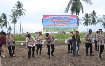 Dukung Ketahanan Pangan, Kapolres Bombana Pimpin Penanaman Jagung Serentak di Lantari Jaya